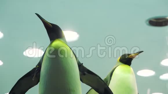在动物园里接近两只企鹅视频的预览图