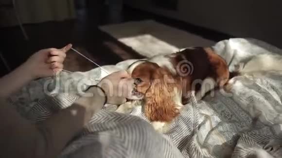 一个有趣的视频一个年轻的女孩试图在她的狗在检疫期间戴上保护面具冠状病毒COVID19视频的预览图