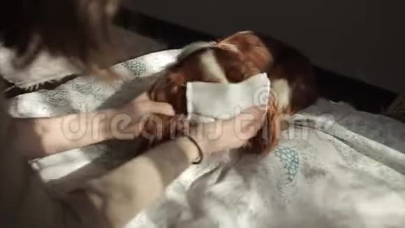 有趣的小狗从自己身上摘下一个医疗面具女主人在隔离期间戴上冠状病毒COVID19视频的预览图