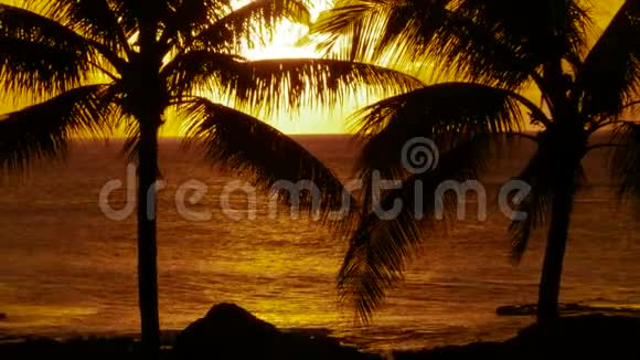 棕榈树和日落夏威夷视频的预览图