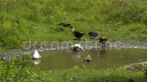 一群鸭子在一个小池塘里视频的预览图