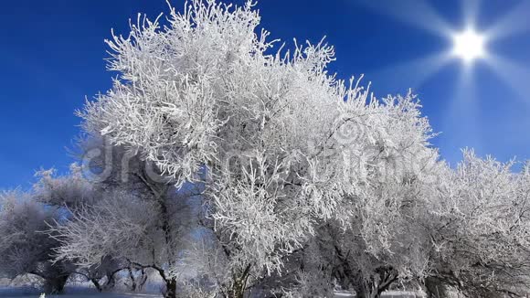 冬天降雪视频的预览图