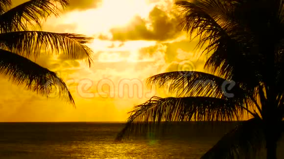 棕榈树和日落夏威夷视频的预览图