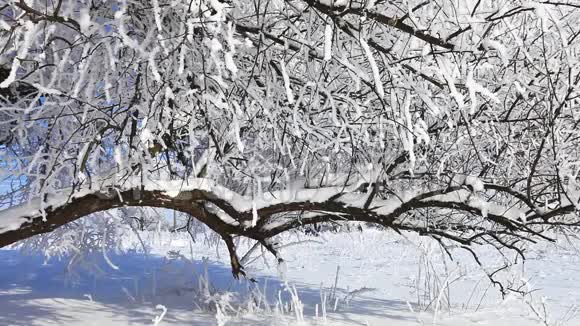 冬天降雪视频的预览图