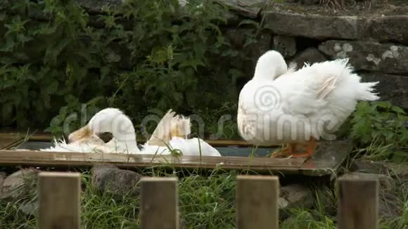 白鸭子洗澡视频的预览图