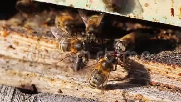 蜜蜂在蜂巢上工作宏视频的预览图