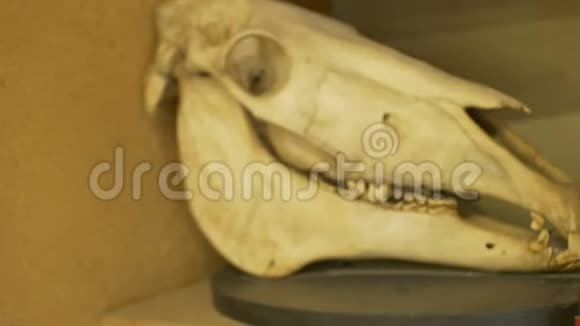 实验室里的兽人头骨视频的预览图