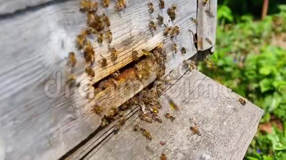 蜜蜂在蜂巢上工作宏视频的预览图