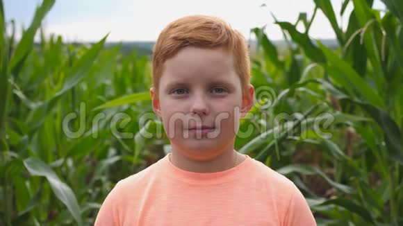 在玉米地背景下一个满脸雀斑的小红发男孩正对着镜头看视频的预览图