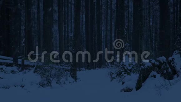 黑暗中穿过森林的雪道视频的预览图