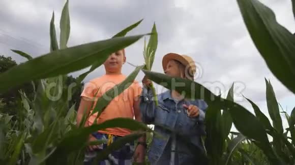 可爱的女孩手里拿着玉米茎在玉米种植园里告诉她的朋友一些事情幼儿视频的预览图