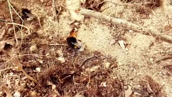 地上的大黄蜂视频的预览图