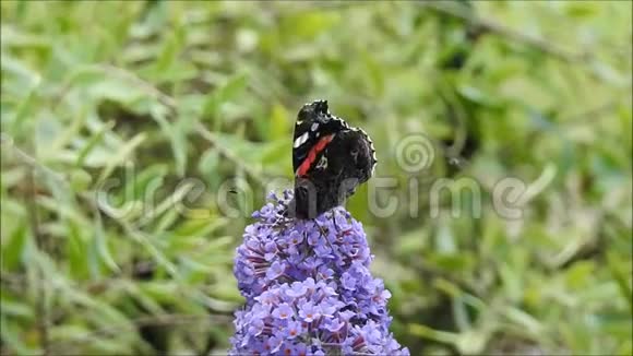 野生动物花园红色海军上将蝴蝶和大黄蜂以水蜜蜂为食视频的预览图