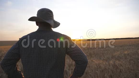 男农站在麦田里看着金色的种植园年轻的农学家在日落时分检查大麦草地视频的预览图