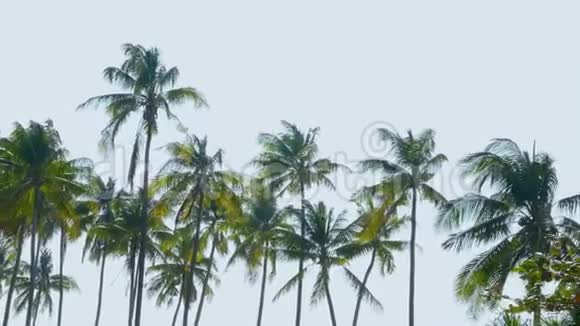 热带海滩的棕榈树视频的预览图