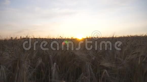 男农的后视经过大麦种植园考察谷物收获年轻的农学家视频的预览图