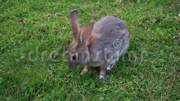 野兔吃草视频的预览图