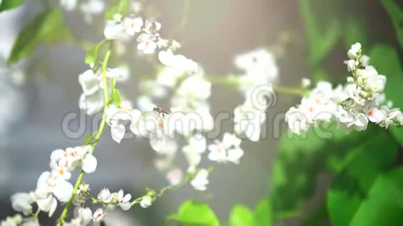春天樱桃树的白花视频的预览图