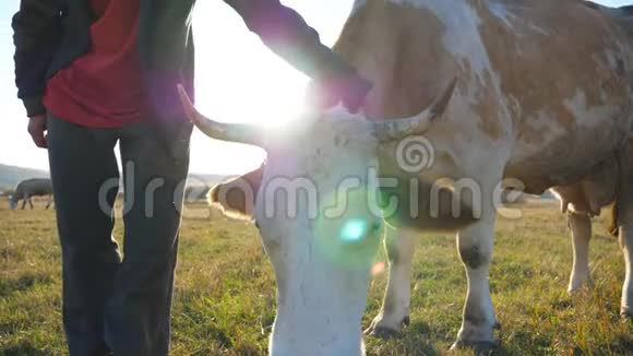 面目全非的农民抚摸和抚摸他的家产牛友好的动物享受人类的关怀农业概念慢慢视频的预览图