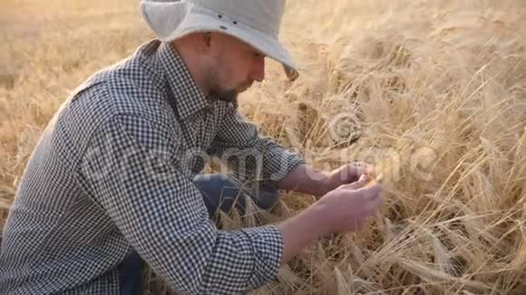 年轻的农学家坐在谷物草地上探索作物的麦穗男农用谷物检查成熟的大麦秸秆视频的预览图