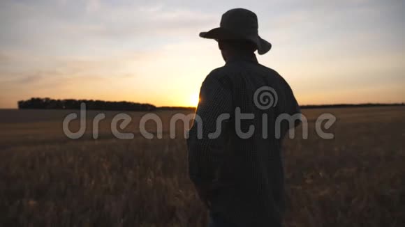 年轻的农民在日落时检查大麦草地男农学家站在麦田里看着金色的种植园视频的预览图