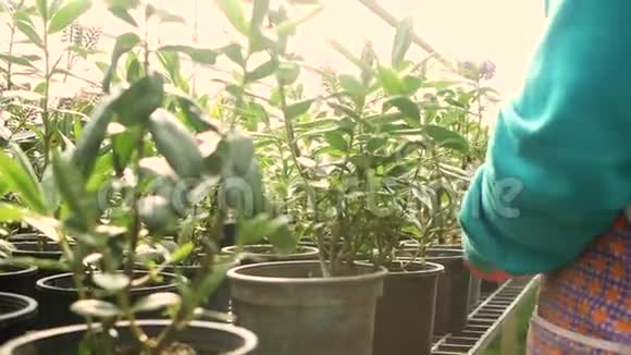 年轻的女园丁用手在温室里小心地把幼苗绿植的干叶切掉视频的预览图