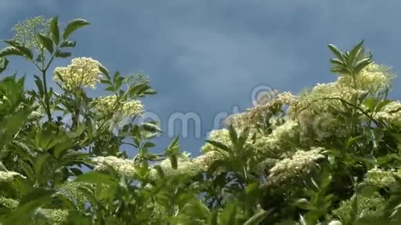 属植物视频的预览图