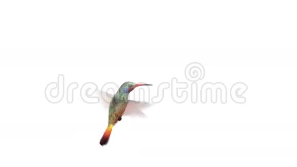 嗡嗡鸟四个三维动画视频的预览图