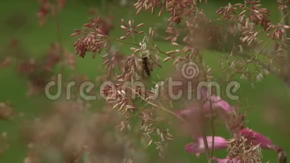 粉红半茎小布什上的蜜蜂视频的预览图