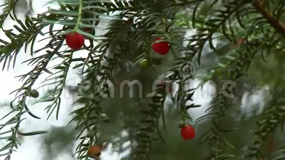 枝上有花的红豆杉视频的预览图