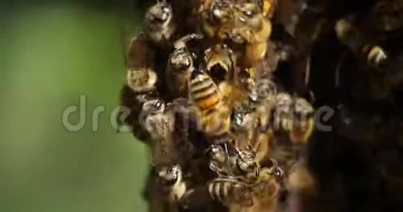 成群的蜜蜂奥西塔尼法国视频的预览图
