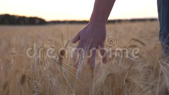 年轻的农民走过大麦地用手臂抚摸着庄稼的金色耳朵农学家的雄手视频的预览图