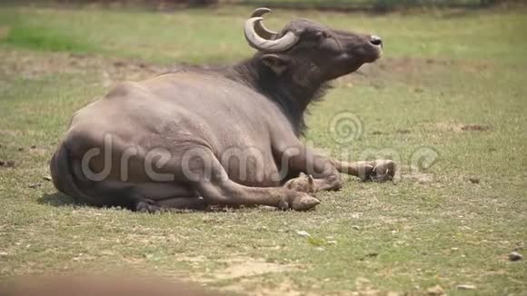 水牛躺在草坪上视频的预览图
