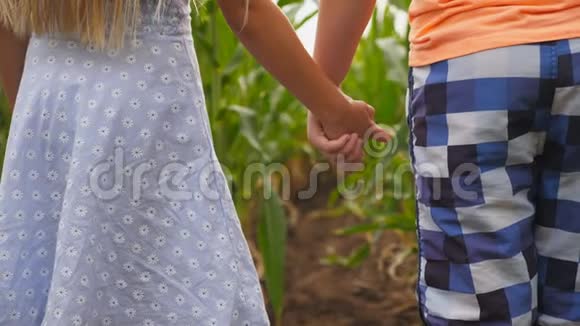 几个小孩站在玉米种植园手牵手金发小女孩和抱着胳膊的红发男孩视频的预览图