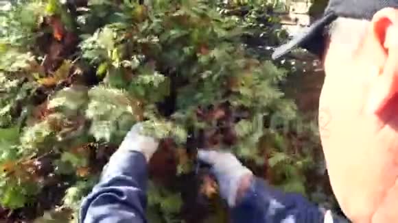 园艺师在秋季清洗杉木针叶植物视频的预览图
