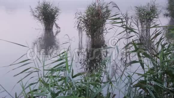 池塘上的芦苇视频的预览图