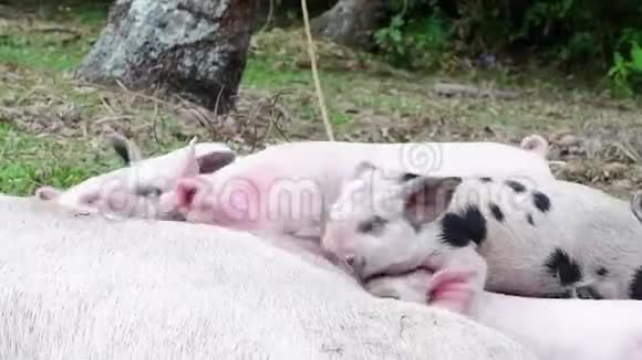 小猪喝妈妈猪奶视频的预览图