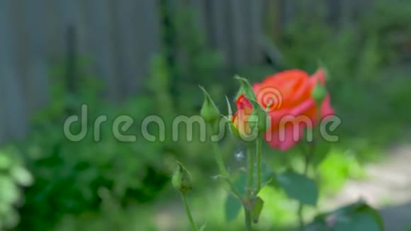 橙色玫瑰绽放视频的预览图
