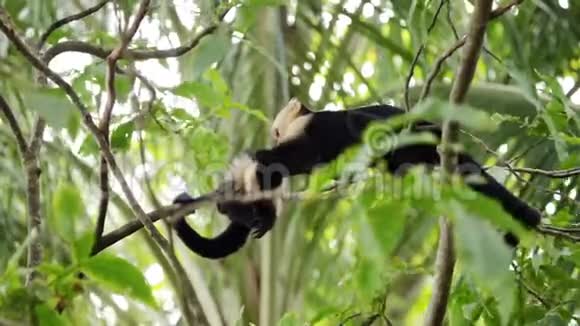 哥斯达黎加的卷尾猴视频的预览图