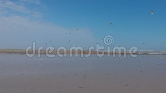 在海边海滩和水上鸟群视频的预览图