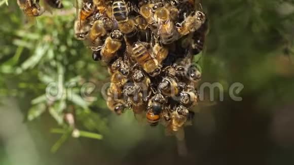 成群的蜜蜂奥西塔尼法国视频的预览图