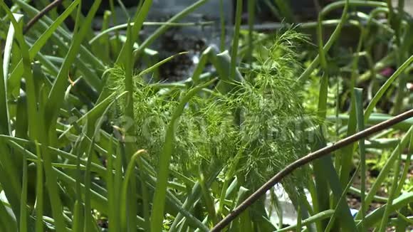 新鲜的迪尔植物和芦苇视频的预览图