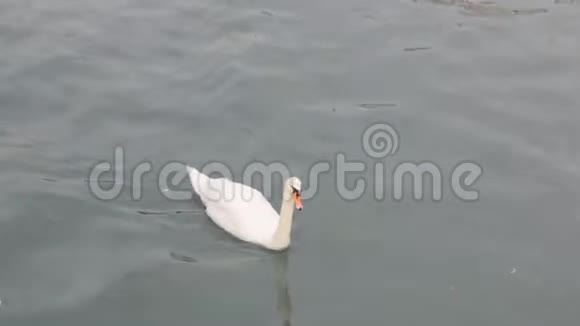 天鹅拖入河中视频的预览图