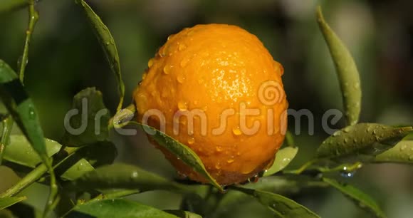 橘子生长在柑桔树上视频的预览图