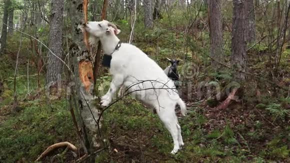 一只白山羊在森林里觅食视频的预览图