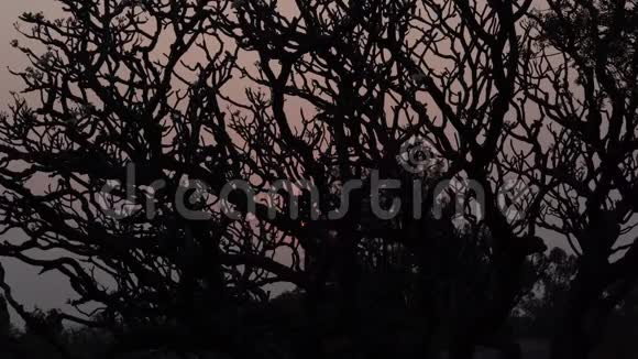 印度日落时的树视频的预览图