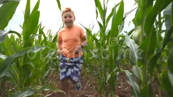 在阴天快乐的小孩子通过玉米地跑到镜头前可爱的红发小男孩玩得开心视频的预览图