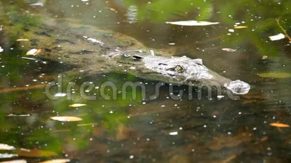 哥斯达黎加泻湖中的鳄鱼视频的预览图