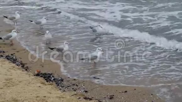 海鸥特写视频的预览图