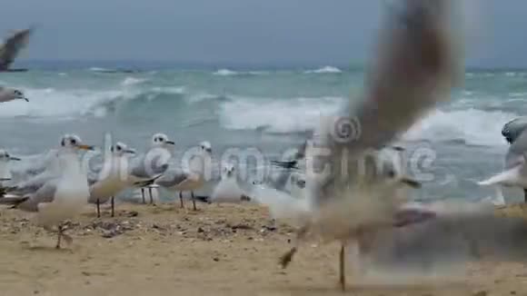 海鸥特写视频的预览图